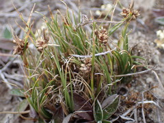 Carex decurtata