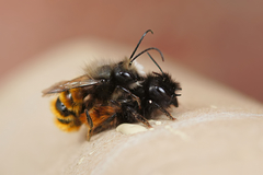 Osmia cornuta