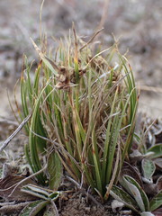 Carex decurtata