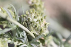 Rhopalomyia utahensis