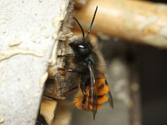 Osmia cornuta
