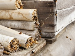 Osmia cornuta