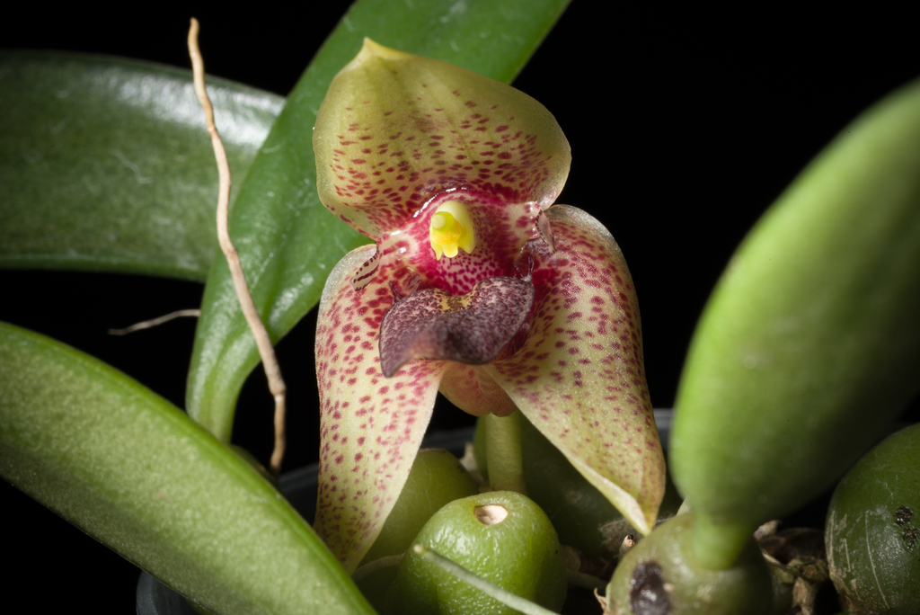 Bulbophyllum disciflorum