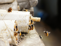 Osmia cornuta
