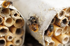Osmia cornuta