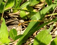 Ischnura hastata image