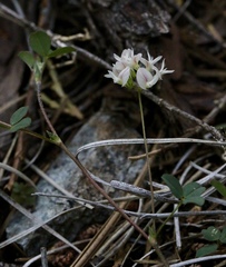 Trifolium breweri
