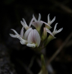 Trifolium breweri