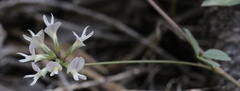 Trifolium breweri