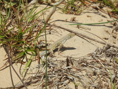 Holbrookia propinqua