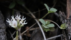 Trifolium breweri