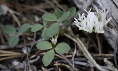 Trifolium breweri