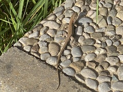 Podarcis liolepis