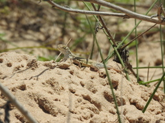Holbrookia propinqua