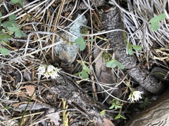 Trifolium breweri