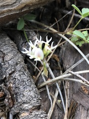 Trifolium breweri