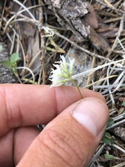 Trifolium breweri