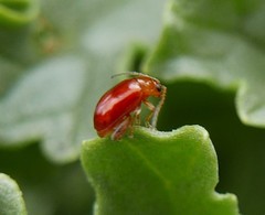 Longitarsus jacobaeae