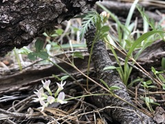 Trifolium breweri