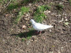 Columba livia domestica