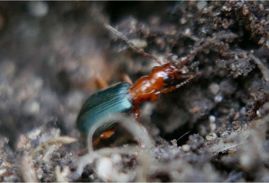 Bombardier Beetles in March 2022 by Gerrit Öhm · iNaturalist