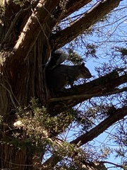 Sciurus carolinensis pennsylvanicus
