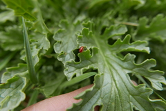 Longitarsus jacobaeae