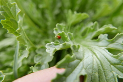 Longitarsus jacobaeae