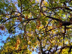 Kigelia africana