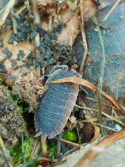 Porcellio echinatus