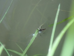 Plesiovelia
