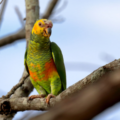 Alipiopsitta xanthops