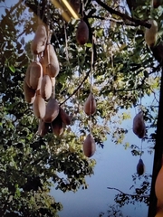 Kigelia africana