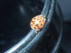 Harmonia axyridis