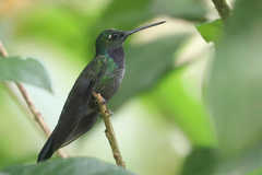 Campylopterus villaviscensio