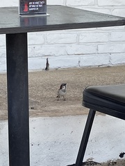 Passer domesticus