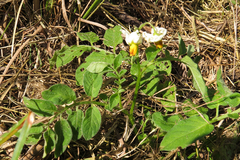 Solanum chacoense