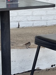 Passer domesticus