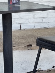 Passer domesticus