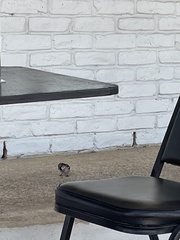 Passer domesticus