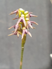 Genoplesium archeri