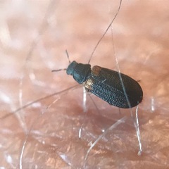 Melyrodes basalis