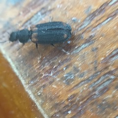 Melyrodes basalis