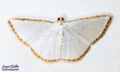Leuciris fimbriaria