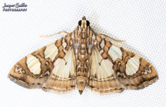 Glyphodes sibillalis