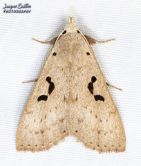 Herminodes subclara