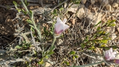 Convolvulus lanuginosus