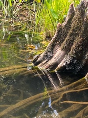 Pseudemys concinna suwanniensis