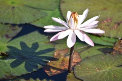 Nymphaea lotus