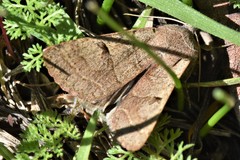 Cissusa indiscreta